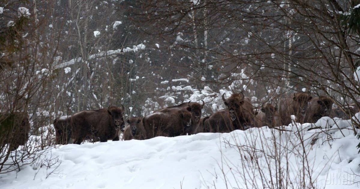 Зубры во Львовской области