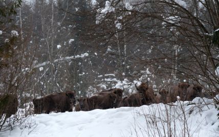 На Львовщине заметили самое большое в Украине стадо бизонов — видео
