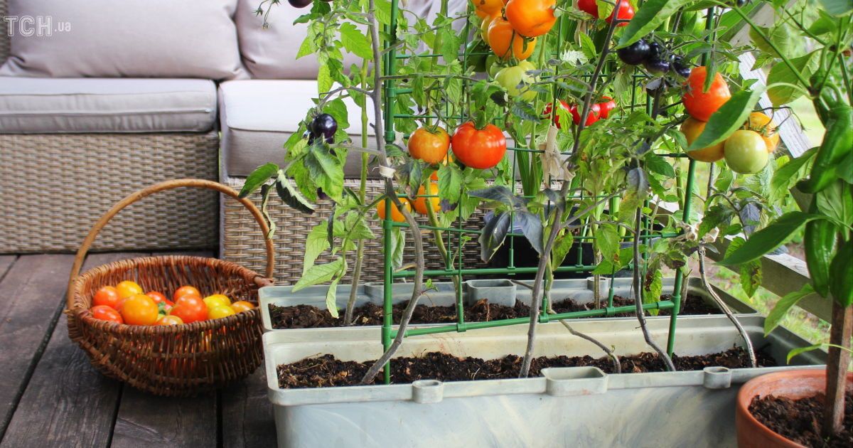 Как организовать огород на небольшом участке - идеи и примеры — Дом