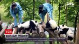 Новини світу: у Китаї створили школу для маленьких панд