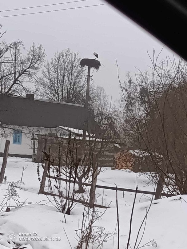 Біла лелека у селі Соснове Рівненського району.  / © Фото із соціальних мереж