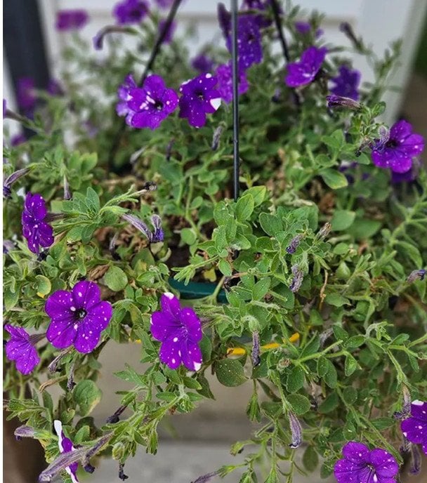 Петунії в кінці літа. Фото: thisismygarden.com