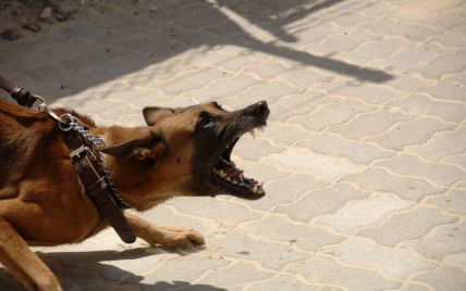 Під Херсоном домашні собаки напали на дітей: правоохоронці застосували зброю