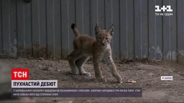 Новости Украины: в харьковском экопарке посетителей познакомили с детенышем рыси