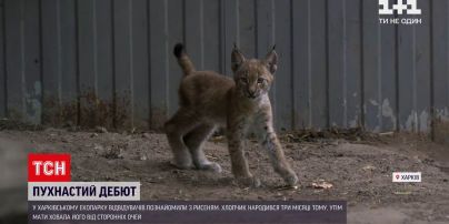 Новости Украины: в харьковском экопарке посетителей познакомили с детенышем рыси