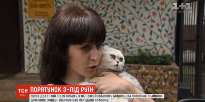 Кошку Элис, которую достали из-под завалов дома на Позняках, отдали в семью