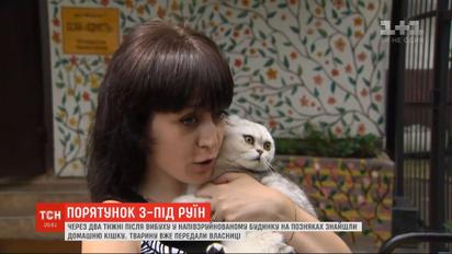 Кошку Элис, которую достали из-под завалов дома на Позняках, отдали в семью