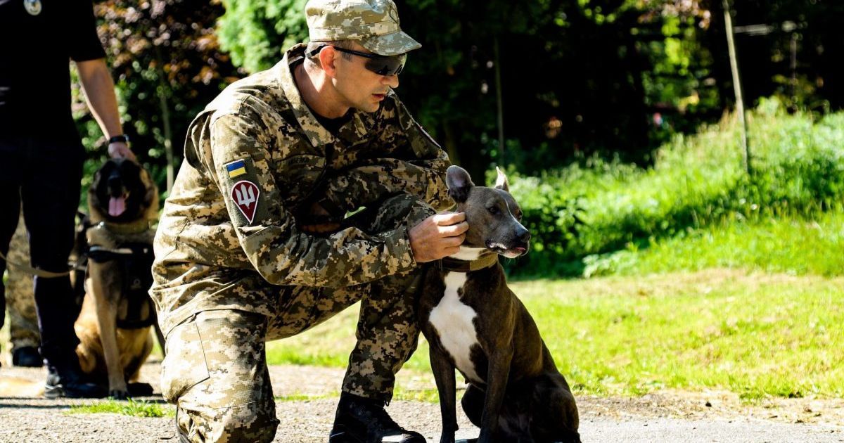 Героически показали себя на Востоке: во Львове состоялся парад фронтовых собак