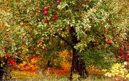 Чем и когда нужно подкормить яблони, чтобы они перенесли зиму: экспертныесоветы садоводов — Разное
