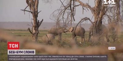 У національному парку Кенії цьогоріч народилося понад 2 сотні слонів
