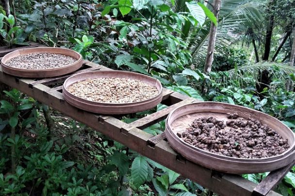 Праворуч — зерна-продукти  життєдіяльності мусанга, в центрі - промиті зерна, ліворуч — вже просмажені / © hannaburlaka.com