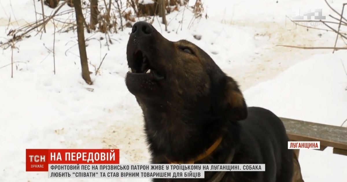 На передовой под Шевченко "запел" уникальный пес Патрон, который прибился к военным