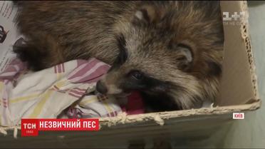 Охотничий пес нашел енота во дворе многоэтажки Киева