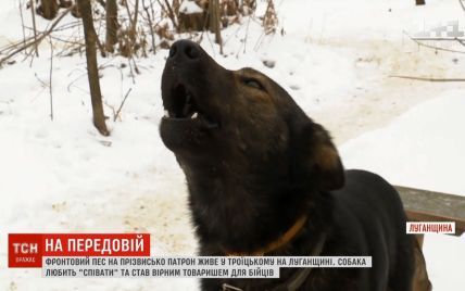 На передовій під Шевченка "заспівав" унікальний пес Патрон, який прибився до військових