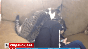 Сеть покорил кот, который любит ласку