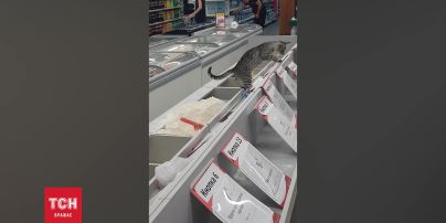 В киевском супермаркете кошка решила использовать емкость с сахаром как туалет