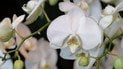 Як змусити орхідею зацвісти