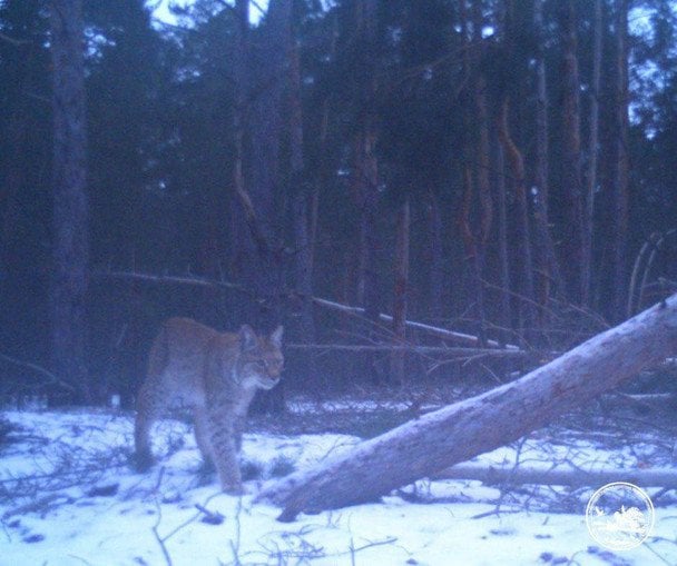 Рись євразійська у Чорнобильському заповіднику / © Чорнобильський радіаційно-екологічний біосферний заповідник