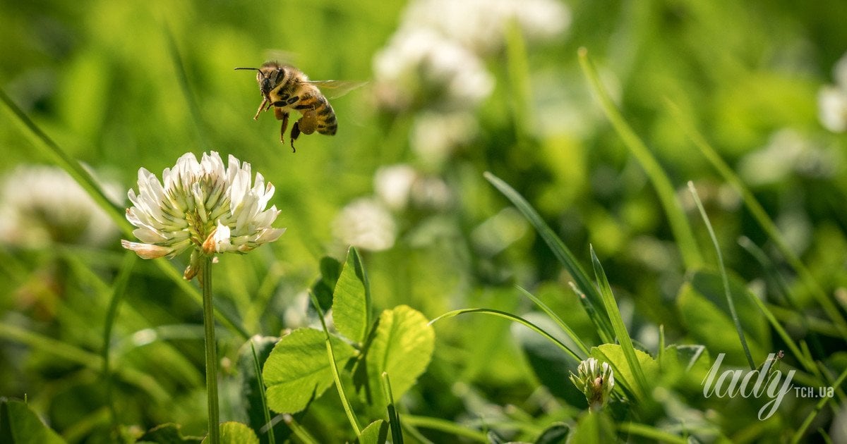 Чи можна підсівати газон у березні