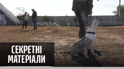 Собаки проти коронавірусу – "Секретні матеріали"