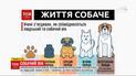 Вчені вивели більш точну формулу переведення собачих років у людські