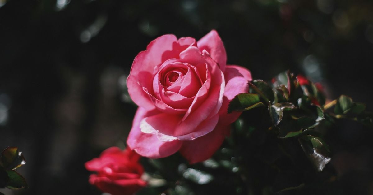 Чем отделать розы от черной пятнистости?