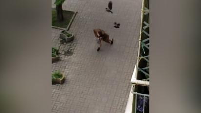 У Києві ворони напали на перехожого 