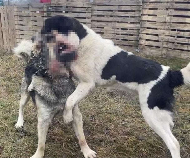 Тікали в різні боки: активісти зірвали підпільні собачі бої на Дніпропетровщині