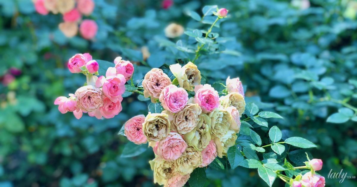 Гороскоп на 8 липня для всіх знаків зодіаку