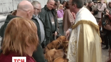 Благословення для тварин отримали сотні бельгійських чотирилапих