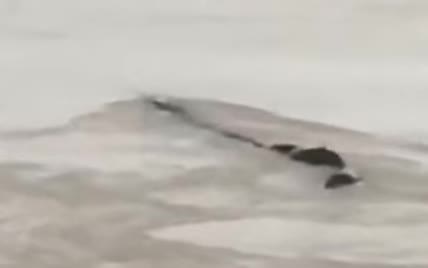 Китайцев напугало 18-метровое "Лохнесское чудовище” в воде. Оно оказалось резиной