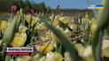 Туристы со всей Украины едут на Волынь: тюльпановое море поражает!
