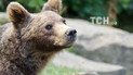 У Карпатах ведмідь завітав у село, посмакував недоїдками та "обніс" яблуню
