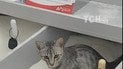 У київському супермаркеті зняли, як кішка використала ємність з цукром замість туалету