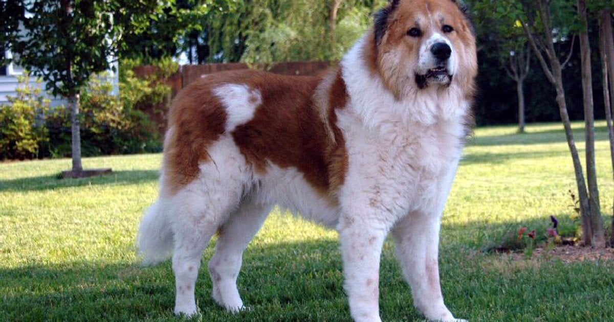 Кавказька вівчарка