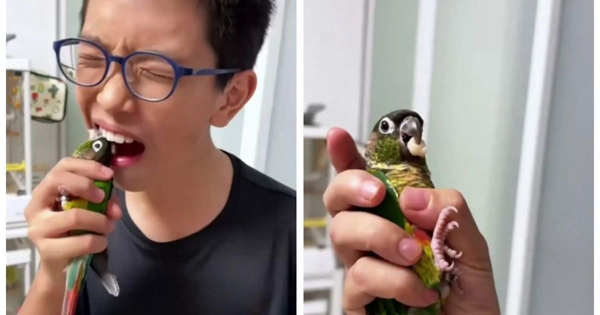 Папуга вирвав зуб у хлопчика