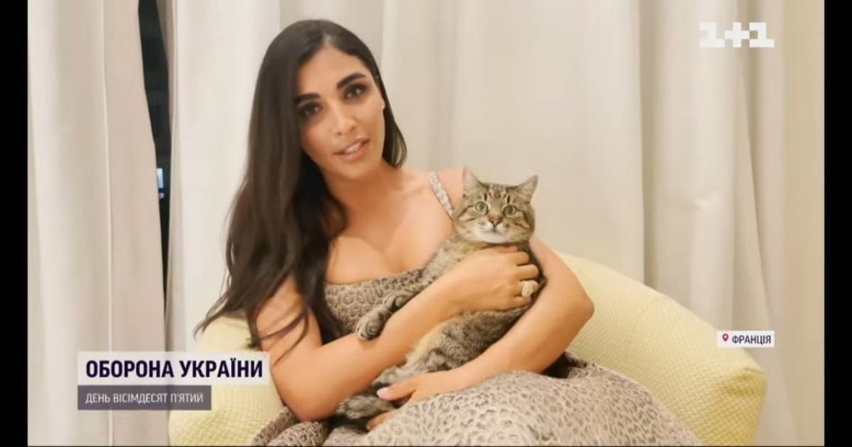 Кіт Степан із Харкова здобув престижну нагороду у Каннах - фото, відео ...