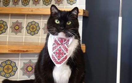 У вишиванці та в компанії друзів: кіт Бандера поділився новими кумедними фото