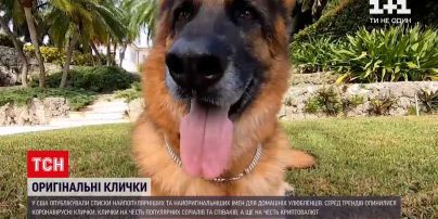У США визначили найоригінальніші імена для тваринок цього року