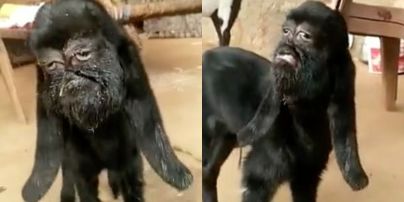 В Индии родился козленок с печальной мордой, которая похожа на человеческое лицо