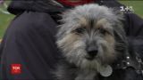 В Чернигове устроили конкурс для собак, которые не имеют породу или не дотягивают до стандартов красоты