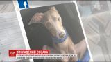 В Киеве третий день ищут собаку, которую украли вместе с дорогим внедорожником