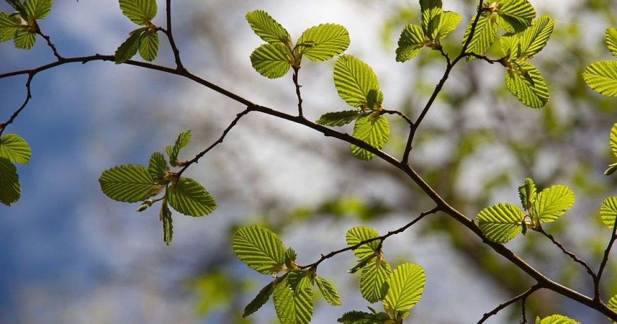 Коли в Україні потеплішає: синоптикиня обнадіяла прогнозом