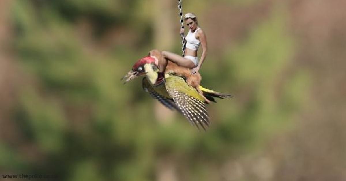 Фотограф Мартин Лемэй сделал замечательное фото ласки верхом на дятлі, а Интернет сразу отреагировал / © afp.com