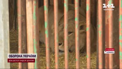 Грустно на это смотреть! Львица после контузии в результате взрыва до сих пор слаба!