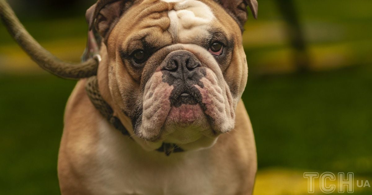 Як зрозуміти свого собаку: сигнали, які вказують на те, що він нещасливий