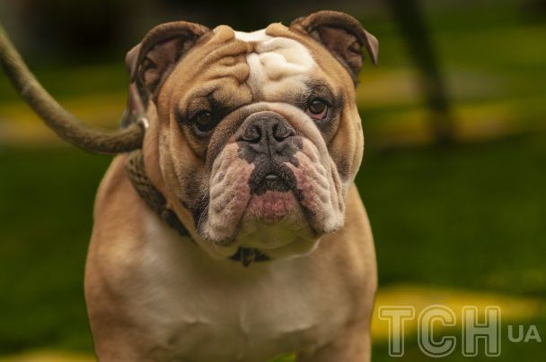 Английский бульлог / © Credits