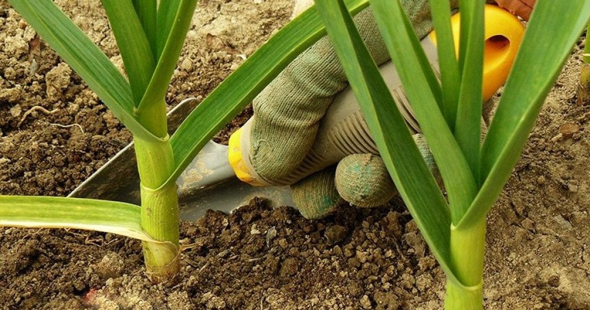 Чому насправді жовтіє пір’я часнику та цибулі