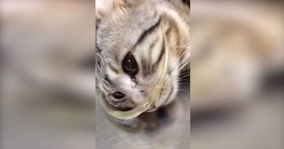 Котик плакал в ветеринарной клинике