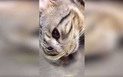 Пользователей Сети растрогало  видео, на котором плачет спасен ветеринаром котик